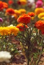 Orange flower in the garden Royalty Free Stock Photo