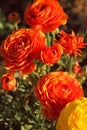 Orange flower in the garden Royalty Free Stock Photo