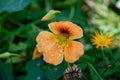 orange flower of a garden nasturtium Royalty Free Stock Photo