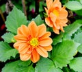 Orange Flower garden nature outdoor Royalty Free Stock Photo