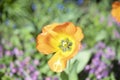 Orange flower in garden. Garden in summer. Details of nature Royalty Free Stock Photo