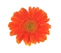 Orange flower of gerber isolated on white background Royalty Free Stock Photo