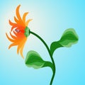 Orange flower Gerbera on blue sky background. Royalty Free Stock Photo