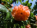 orange flower after rainfall, with glistening dewdrops on its petals