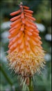 Orange flower with green background