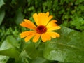 Orange flower on a green background.