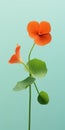 Minimalist Nasturtium Mobile Wallpaper First-rate And Sony Xbr-x750h