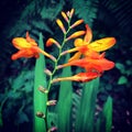 Golden Sunset in the Green Forest: A View of an Orange Glow