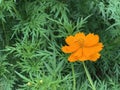 Orange flower on green leaf background. Shallow depth of field.