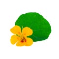 Orange Flower with green Leaf of Nasturtium Plant Royalty Free Stock Photo