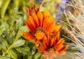 An orange flower, green plants and white dried grass mixed into each other