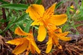 Orange flower growing in the garden Royalty Free Stock Photo