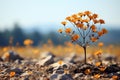 an orange flower growing in the middle of a field Royalty Free Stock Photo