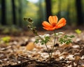 an orange flower growing out of the ground in a forest Royalty Free Stock Photo