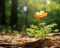 an orange flower growing out of the ground in a forest Royalty Free Stock Photo