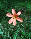 Orange flower growing wild in Australian bushland Royalty Free Stock Photo