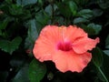 This orange or flower hibiscus is called hibiscus rosa-sinesis or also called hibiscus. Royalty Free Stock Photo