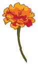 Orange flower, illustration, vector Royalty Free Stock Photo