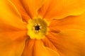 Orange flower inside