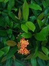 The orange flower isolated by green leaves, fressh leaf and nature background