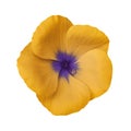 Orange flower on isolated white background with clipping path. Closeup. Beautiful orange-violet flower Violets for design.