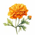 Watercolor Marigold: Realistic Orange Flower Illustration On White Background Royalty Free Stock Photo