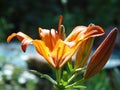 Orange flower Lilium blossom in the garden. Royalty Free Stock Photo