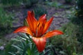 Orange Lilium  flower blossom in the garden. Royalty Free Stock Photo