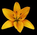Orange flower lily on a black isolated background with clipping path no shadows. Closeup. Royalty Free Stock Photo