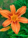 Orange flower lily. Bright greens. Delicate petals. Summer plants. Pestle and stamens Royalty Free Stock Photo