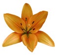 Orange flower lily on a white isolated background with clipping path no shadows. Closeup. Royalty Free Stock Photo