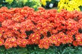 Orange flower with long thin petals Royalty Free Stock Photo