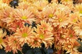 Orange flower with long thin petals & a yellow center