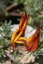 Orange flower of Lotus berthelotii plant