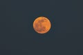 Orange Flower Moon Supermoon Rises Against a Blue Sky