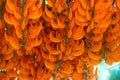 Orange flower of name Red Jade Vine or New Guinea Creeper or flo