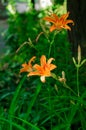 Orange flower on nature background