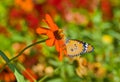 Orange flower in pair with Monarch butterfly