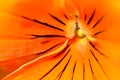 Orange flower pansy fiery macro