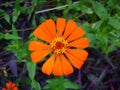 Orange Flower in the Park