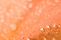 Orange flower petal abstract background