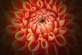 Orange flower petals, close up and macro of chrysanthemum, beautiful abstract background Royalty Free Stock Photo