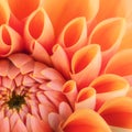 Orange flower petals, close up and macro of chrysanthemum, beautiful abstract background Royalty Free Stock Photo