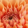 Orange flower petals, close up and macro of chrysanthemum, beautiful abstract background Royalty Free Stock Photo