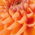 Orange flower petals, close up and macro of chrysanthemum, beautiful abstract background Royalty Free Stock Photo