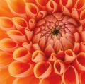 Orange flower petals, close up and macro of chrysanthemum, beautiful abstract background Royalty Free Stock Photo