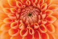 Orange flower petals, close up and macro of chrysanthemum, beautiful abstract background Royalty Free Stock Photo