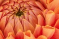 Orange flower petals, close up and macro of chrysanthemum, beautiful abstract background Royalty Free Stock Photo