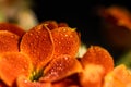 Orange flower petals covered in raindrops Royalty Free Stock Photo