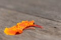 Orange flower petals drop on wood. Royalty Free Stock Photo